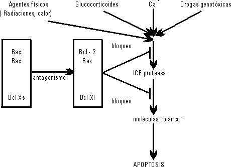Regulación de la apoptosis por la familia Bol-2
